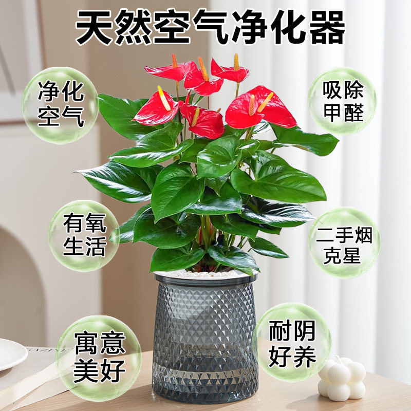 特级红掌白掌盆栽一帆风顺花卉植物室内好养绿植鸿运当头循环开花,淘宝优惠券,粉丝福利购,淘宝优惠卷