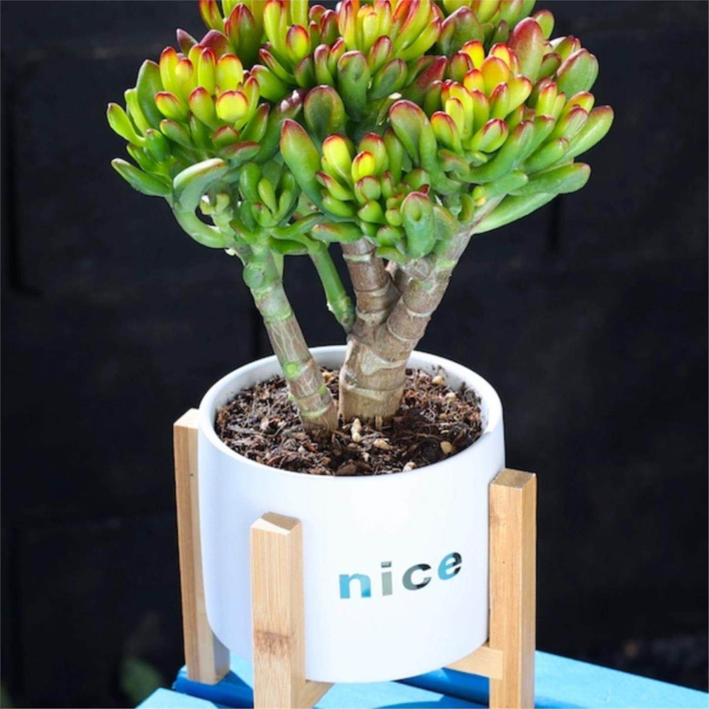 吸财树老桩招财新手好养花卉桌面客厅室内外阳台绿植盆栽多肉植物,淘宝优惠券,粉丝福利购,淘宝优惠卷