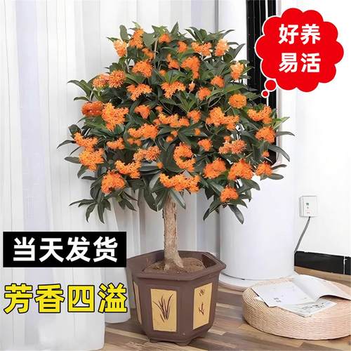 桂花树苗四季桂盆栽室内阳台开花庭院好养活浓香型花卉绿植可食用 - 图1