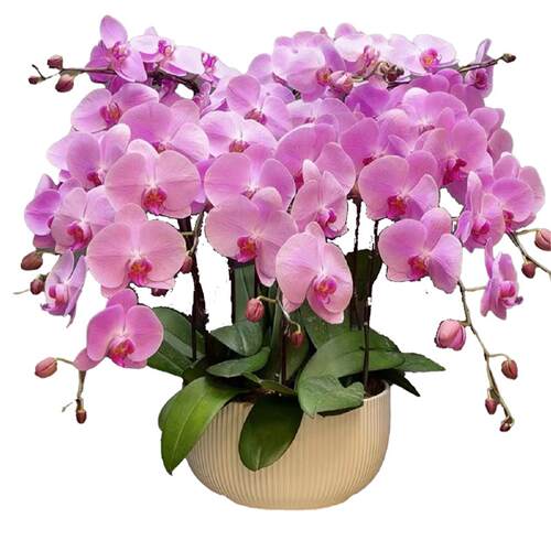 蝴蝶兰盆栽带花剑带花苞花卉秋冬客厅兰花大苗室内植物四季好养活 - 图3