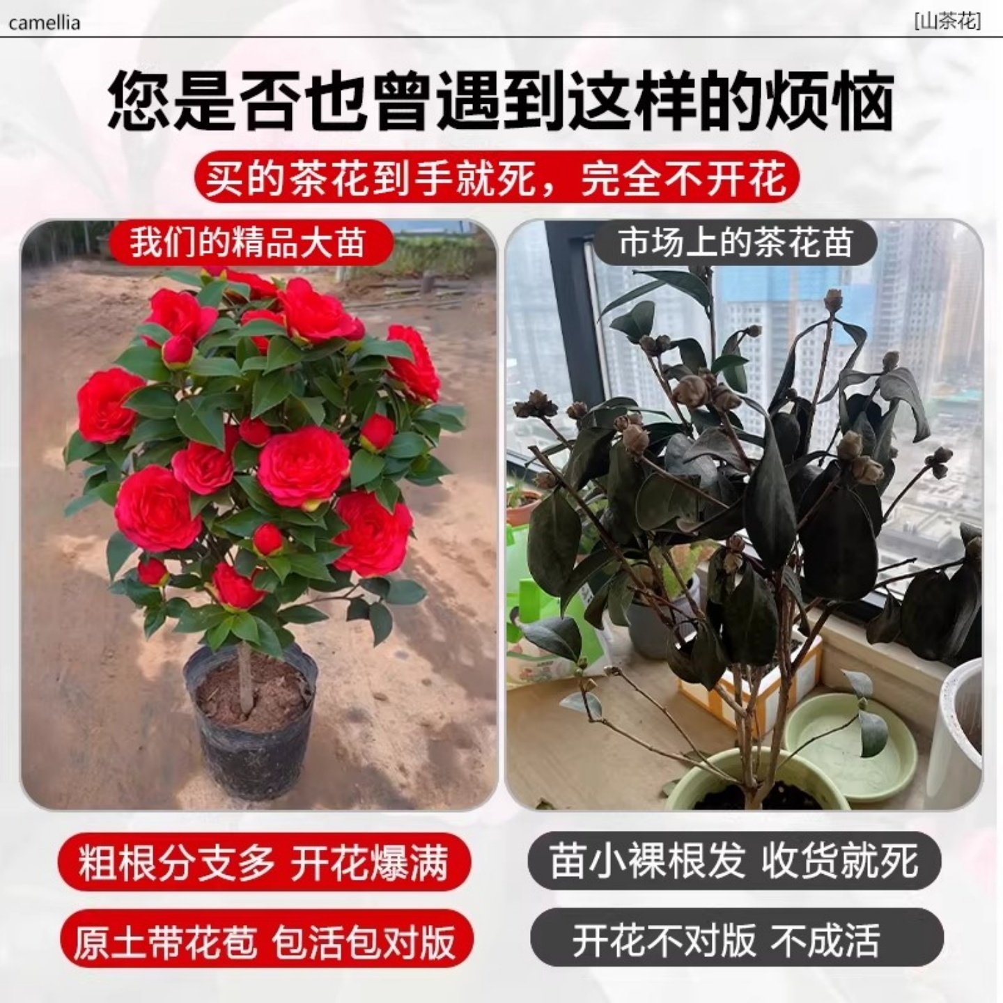 香妃茶花树苗山茶花盆栽带花苞室内好养耐寒花卉阳台庭院四季绿植,淘宝优惠券,粉丝福利购,淘宝优惠卷