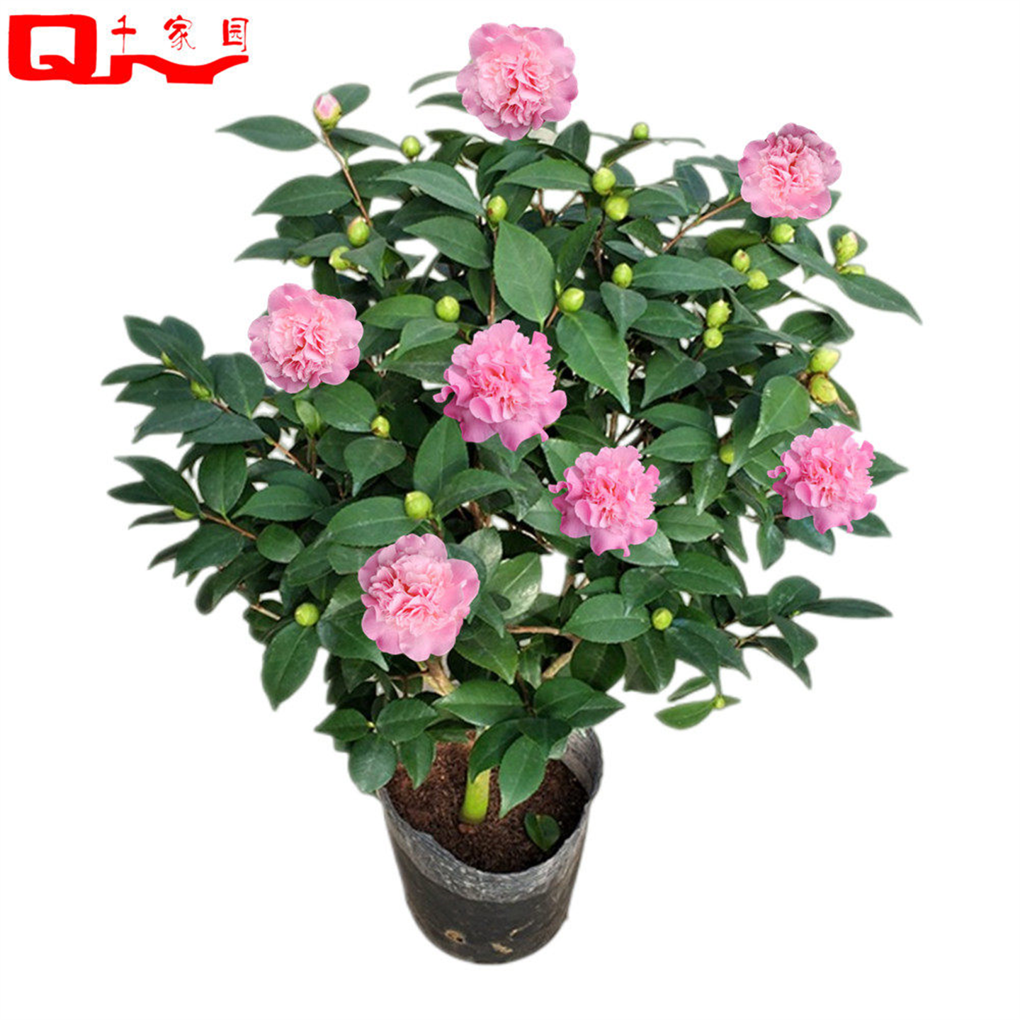 香妃茶花盆栽烈香千里香山茶花大树苗浓香型花苞四季常绿阳台庭院,淘宝优惠券,粉丝福利购,淘宝优惠卷