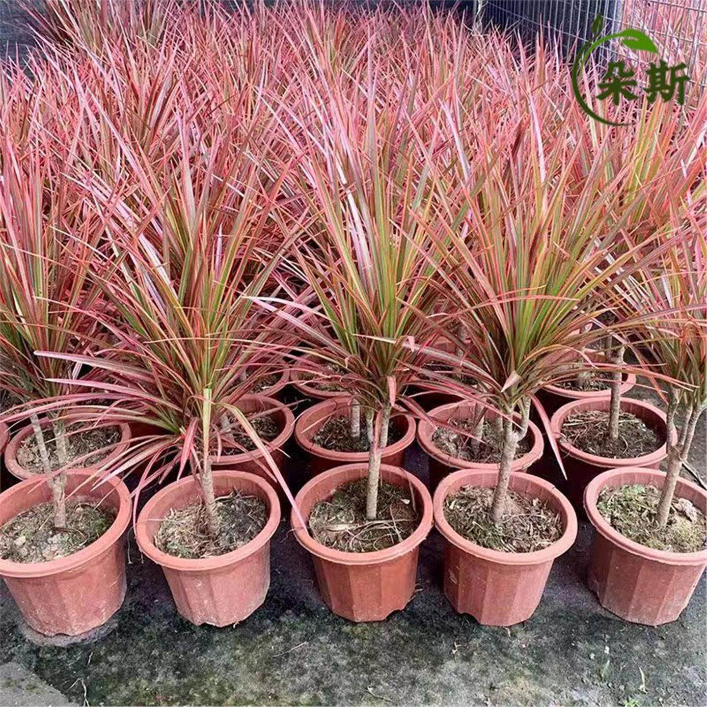 七彩铁千年木绿植盆栽客厅室内植物五彩马尾铁龙血树苗百合竹网红,淘宝优惠券,粉丝福利购,淘宝优惠卷