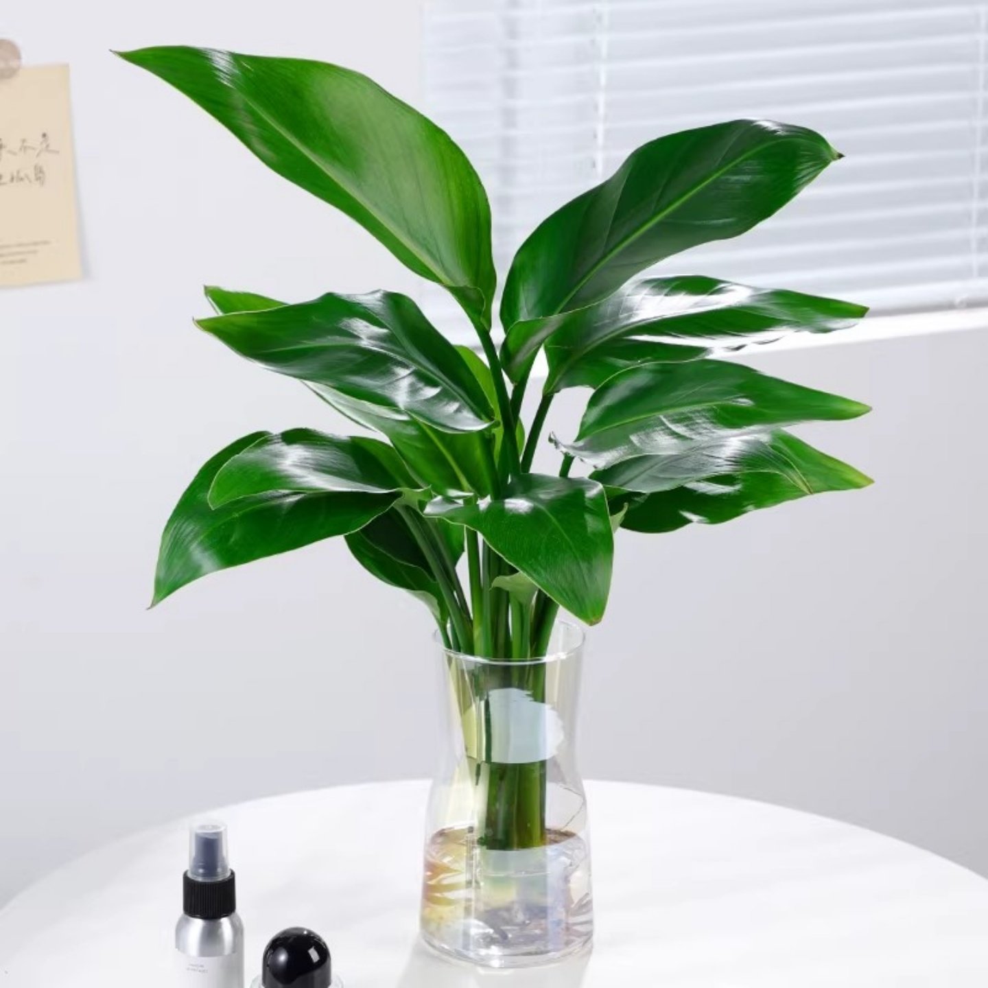 水培植物天堂鸟绿植盆栽花卉植物室内客厅无土水培龟背竹四季常绿,淘宝优惠券,粉丝福利购,淘宝优惠卷