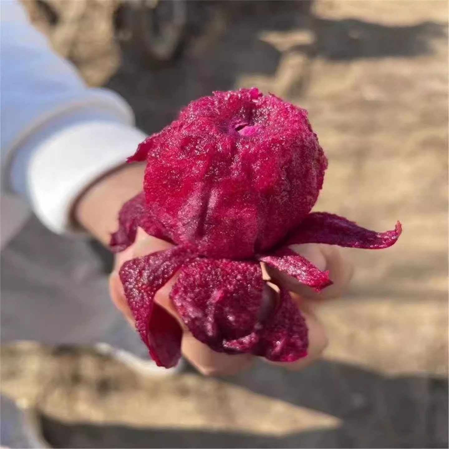 食用结果仙人掌宝塔黄大刺米邦塔仙人掌火龙果红花仙人掌大果树苗,淘宝优惠券,粉丝福利购,淘宝优惠卷