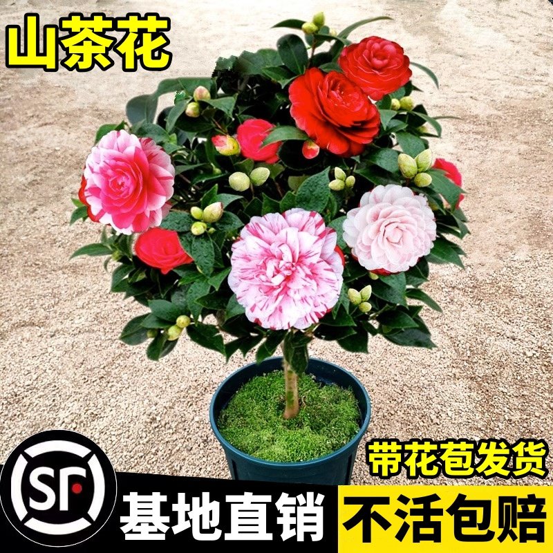 香妃山茶花盆栽带花苞五色赤丹树苗杜鹃花卉植物室内多季开花,淘宝优惠券,粉丝福利购,淘宝优惠卷