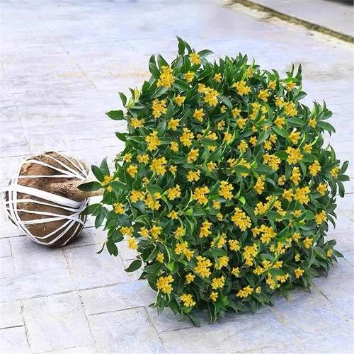 桂花树苗四季桂盆栽室内阳台开花庭院好养活浓香型花卉绿植可食用 - 图2