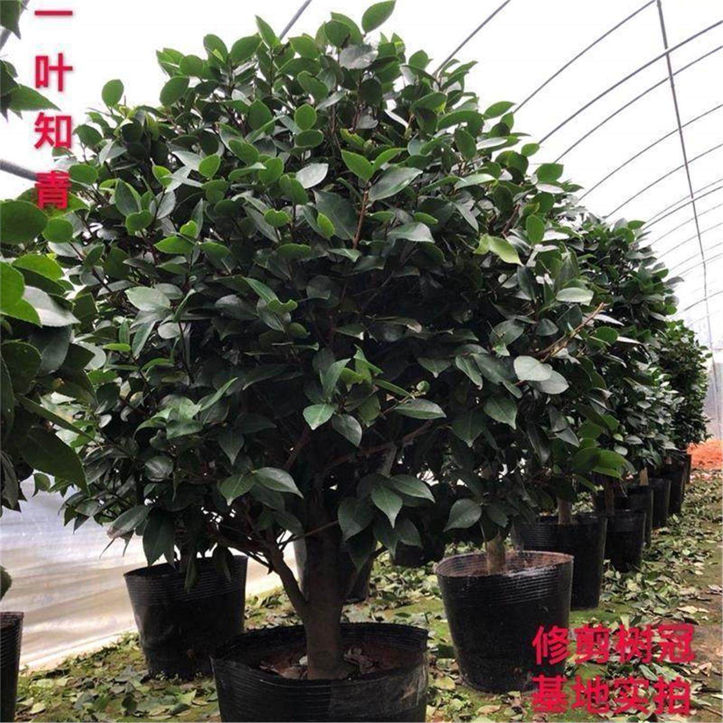 四季香妃茶花盆栽带花苞五色赤丹山茶花树苗花卉绿植花苗室内植物,淘宝优惠券,粉丝福利购,淘宝优惠卷
