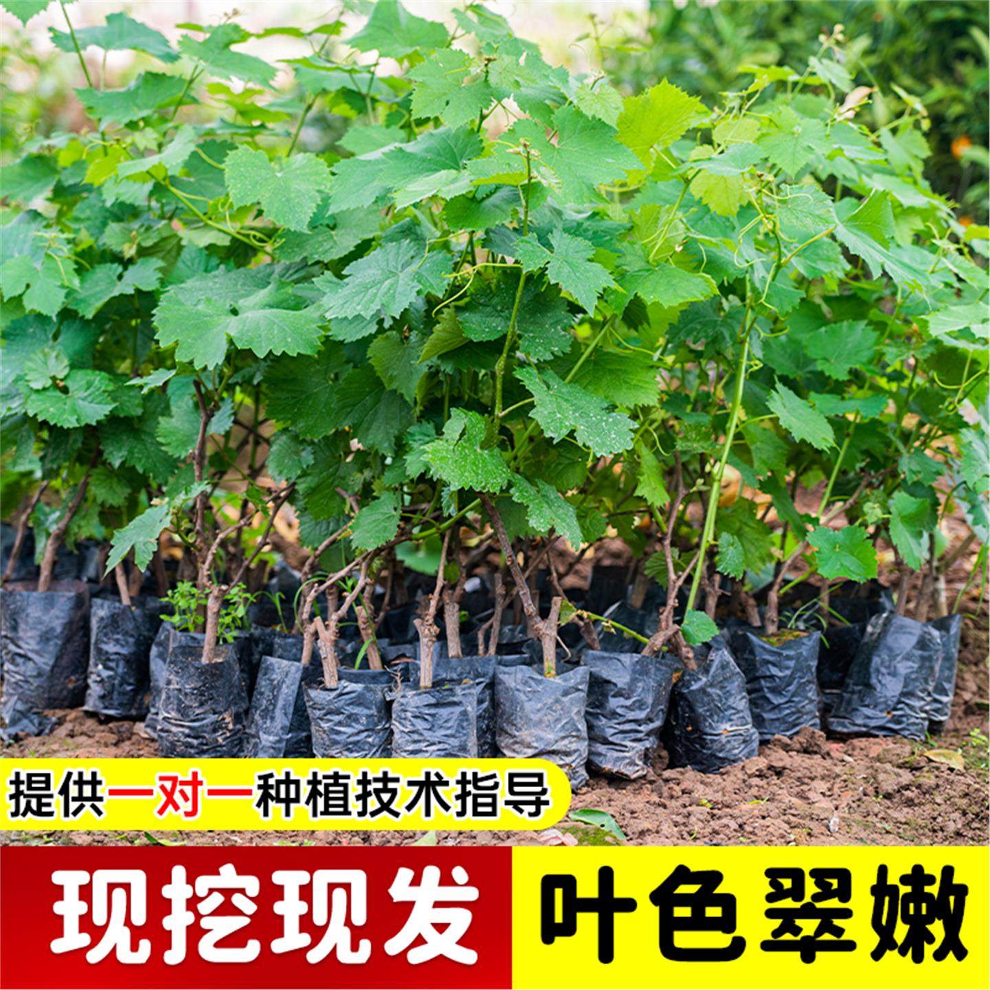 巨峰葡萄树苖阳光玫瑰果树果苗盆栽南北方耐寒四季种植院爬藤树苗,淘宝优惠券,粉丝福利购,淘宝优惠卷