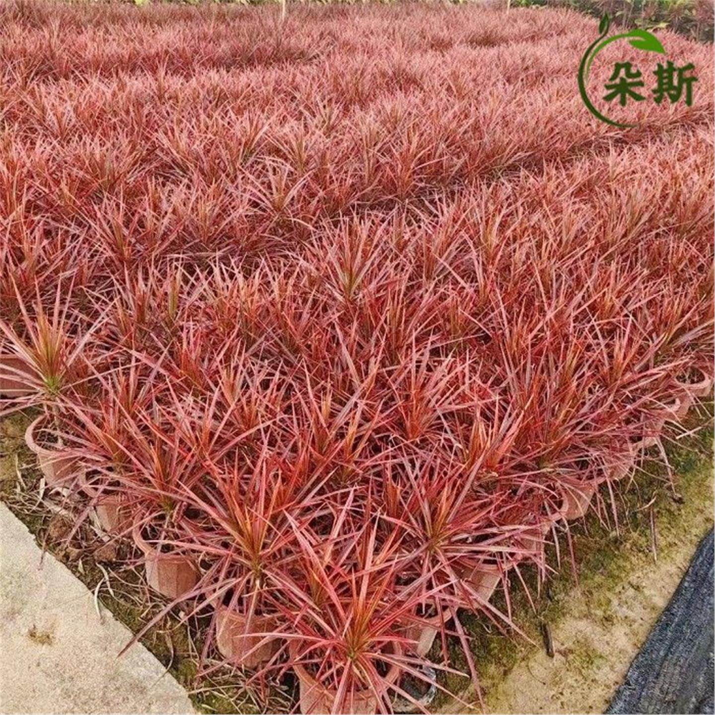 七彩铁千年木绿植盆栽客厅室内植物五彩马尾铁龙血树苗百合竹网红,淘宝优惠券,粉丝福利购,淘宝优惠卷