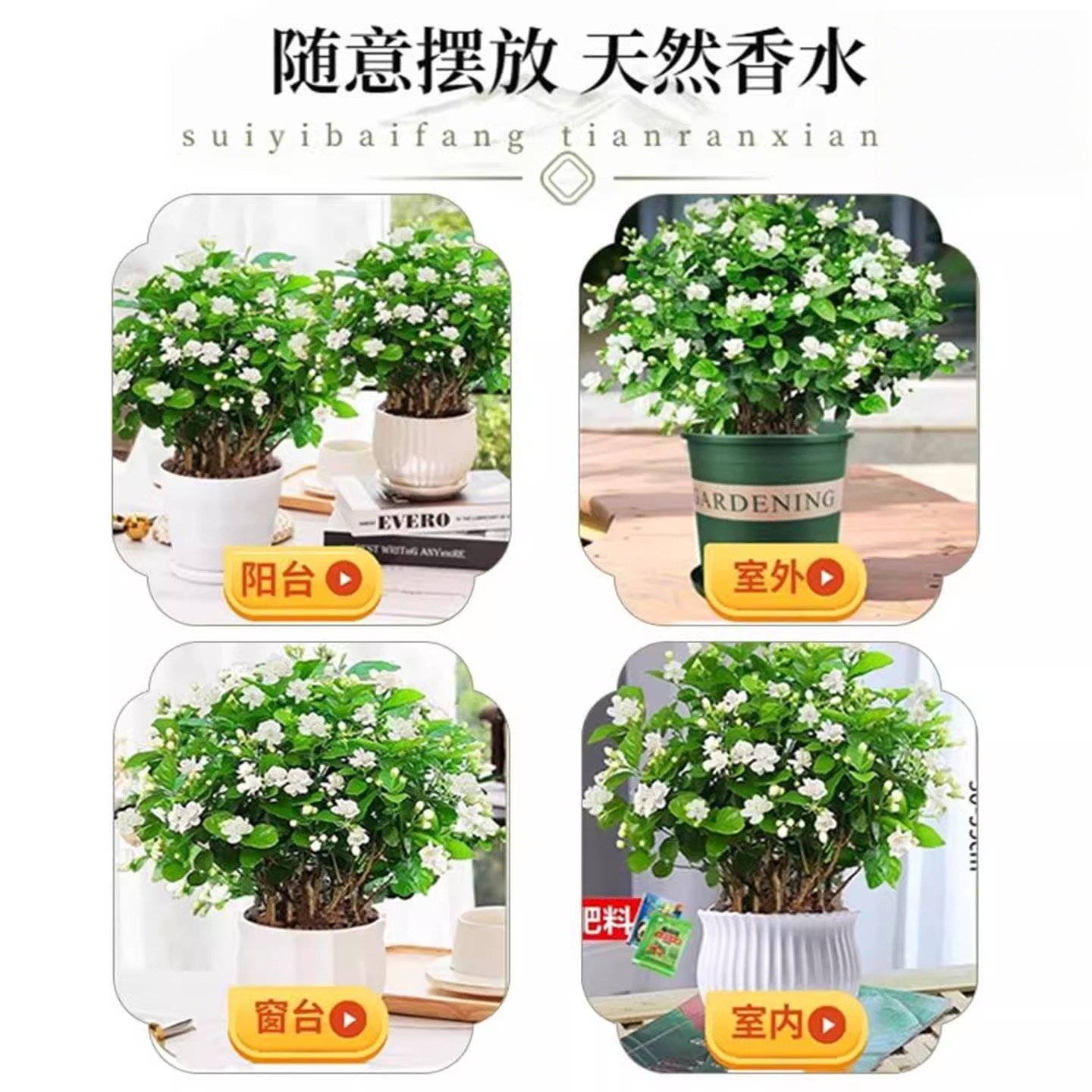 重瓣独杆茉莉花盆栽老桩室内浓香型驱蚊花苞自然绿植花卉植物好养,淘宝优惠券,粉丝福利购,淘宝优惠卷