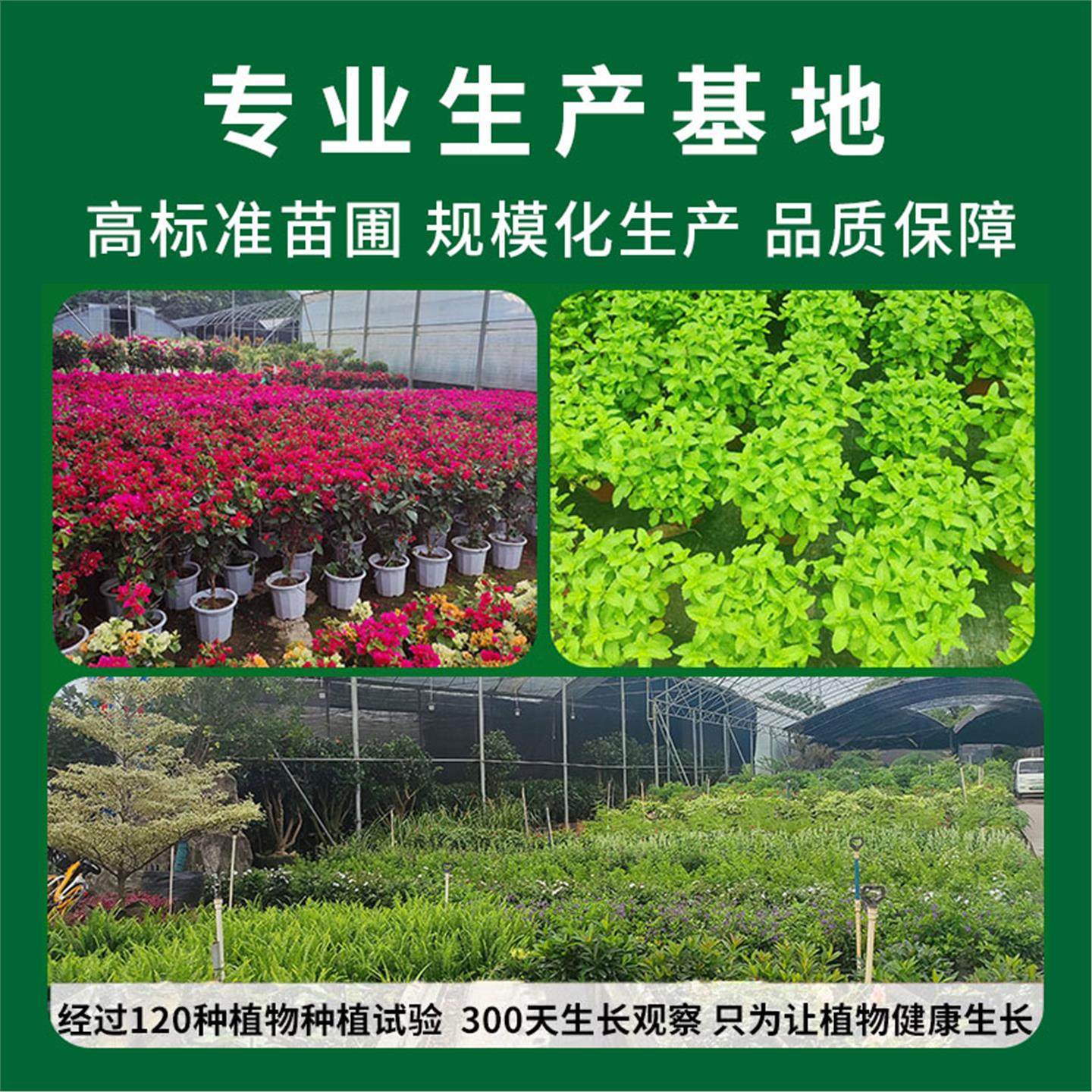 葡萄树苗阳光玫瑰蓝宝石阳台庭院种植果树带土盆栽南北方当年结果,淘宝优惠券,粉丝福利购,淘宝优惠卷