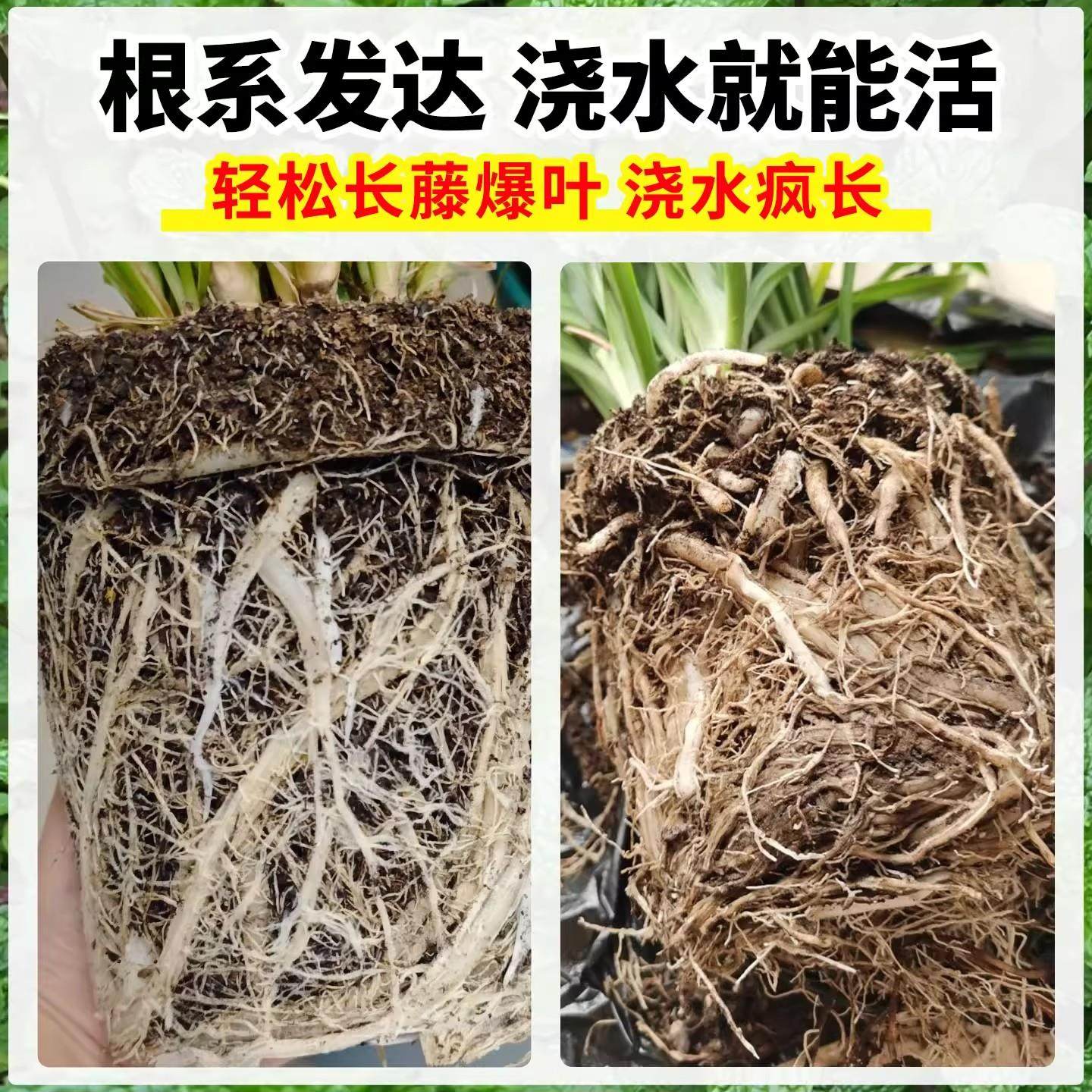 【净化王】金边吊兰盆栽室内客厅净化空气懒人好养新品垂吊花卉,淘宝优惠券,粉丝福利购,淘宝优惠卷