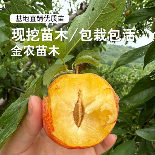 嫁接大红袍李子树苗晚熟耐寒李子苗南方北方盆栽地栽种植李子果树 - 图1