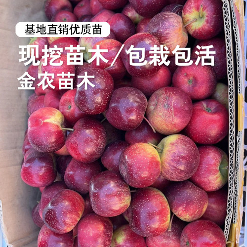 嫁接东北龙丰果小苹果树苗脆甜耐寒大秋果沙果苹果苗南方北方种植 - 图2