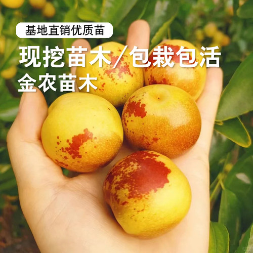 陕西大荔冬枣树苗嫁接特大脆甜枣树活苗北方南方种植庭院大枣苗树 - 图1