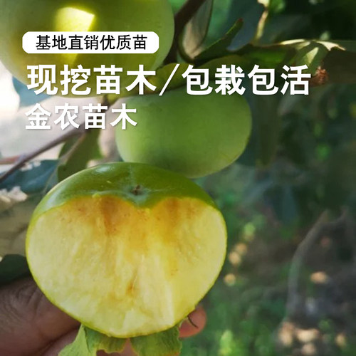 日本太秋甜柿树苗脆甜柿子苗树特大庭院盆地栽庭院南北方种植树苖 - 图0