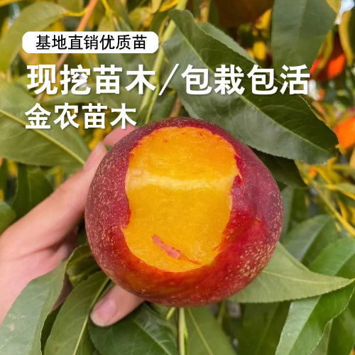 极早熟油桃树果苗嫁接鲁油3号油桃苗4月成熟黄肉油桃苗南北方种植 - 图3