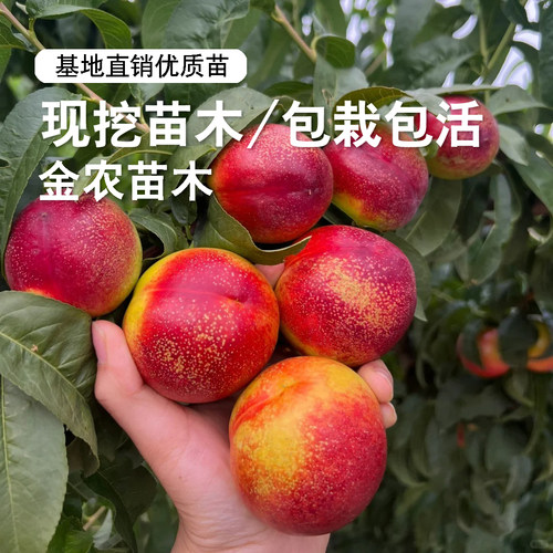 极早熟黄肉油桃树果苗鲁油5号油桃苗4月成熟高糖油桃树南北方种植 - 图1