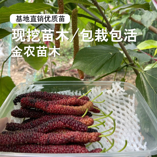 台湾长果桑苗四季桑葚树苗盆栽庭院地栽桑葚苗桑树活苗南北方种植 - 图1