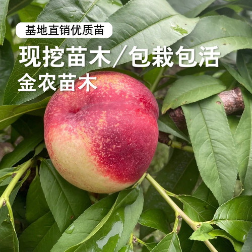 油桃树果苗嫁接红珊瑚油桃树苗脆甜白肉油桃苗南方北方种植盆地栽 - 图0