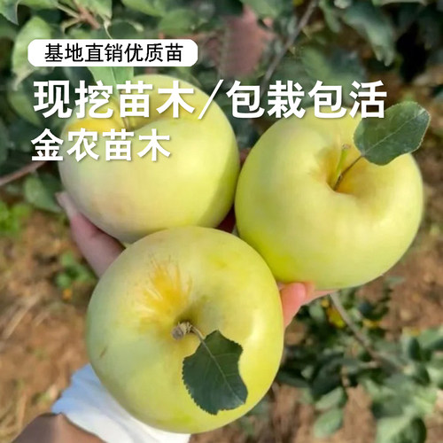 嫁接耐寒瑞雪苹果树苗矮化盆栽地栽嫁接脆甜青黄苹果苗南北方种植 - 图1