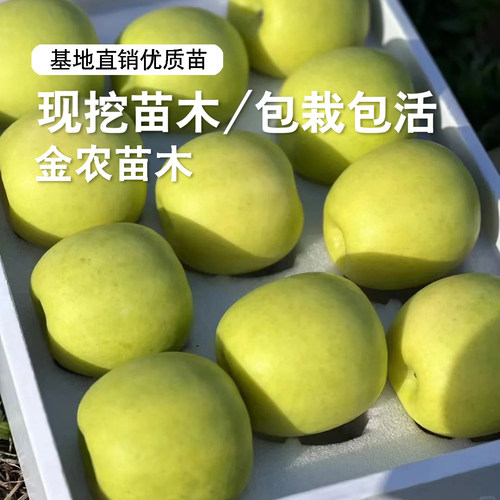 嫁接耐寒瑞雪苹果树苗矮化盆栽地栽嫁接脆甜青黄苹果苗南北方种植 - 图2