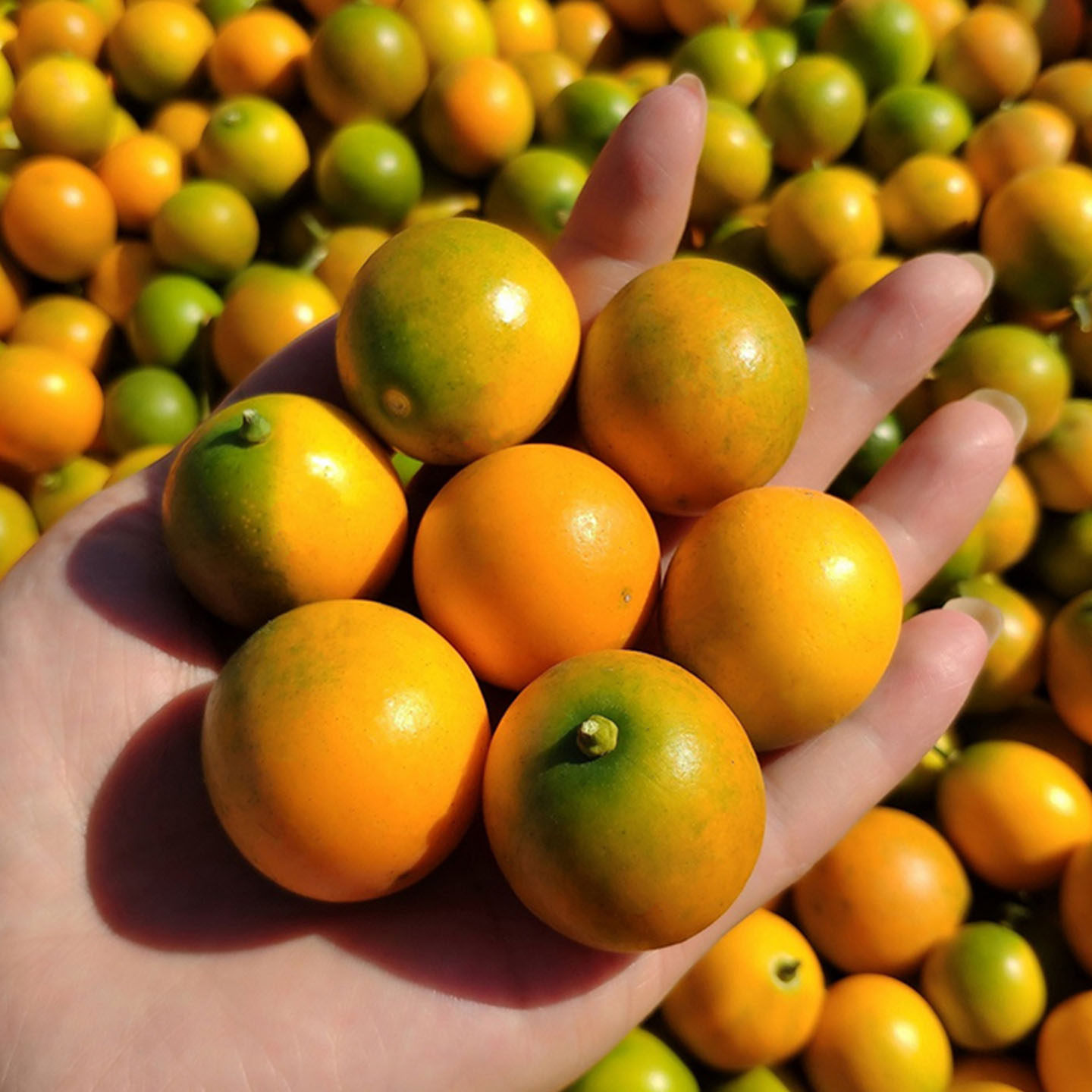 广西脆皮金桔新鲜水果应当季现摘甜蜜小金柑桔子金橘融安特产整箱,淘宝优惠券,粉丝福利购,淘宝优惠卷