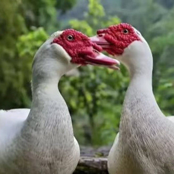 福建正宗大种白番鸭苗红脸鸭疫苗齐全顺丰包邮宠物鸭,淘宝优惠券,粉丝福利购,淘宝优惠卷