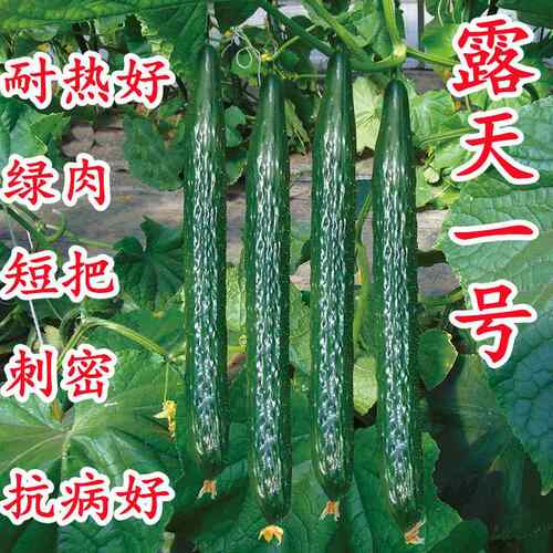 黄瓜种子绿心黄瓜籽春夏秋季耐热密刺黄瓜种籽庭院阳台四季蔬菜籽 - 图2