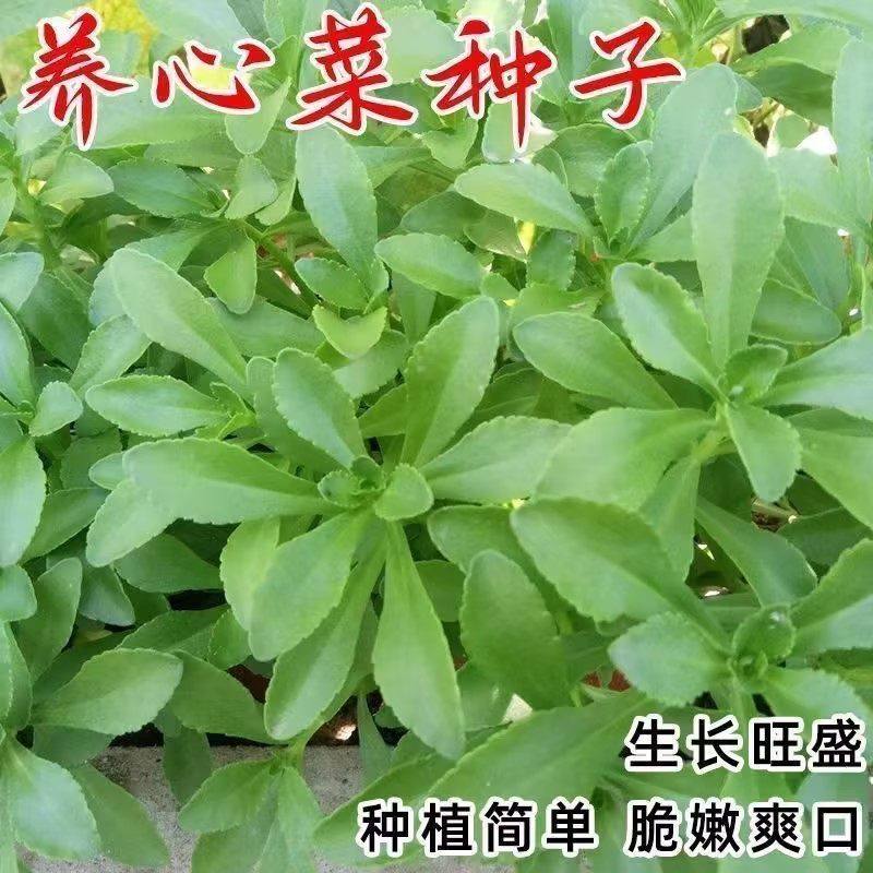 高钙养心菜种子 阳台四季盆栽小院菜园地播种植农家蔬菜种子,淘宝优惠券,粉丝福利购,淘宝优惠卷