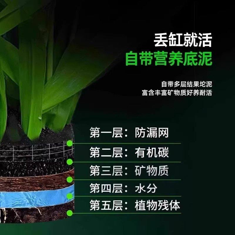 南美青竹水草鱼缸专用植物坨草净化水质养鱼造景增氧制氧阴性竹子,淘宝优惠券,粉丝福利购,淘宝优惠卷