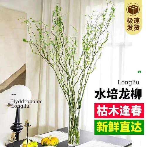 水培植物龙柳鲜枝切花水培绿植雪柳干支室内吊钟泡水长根黄金龙柳 - 图0