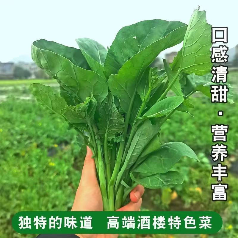 板蓝根青菜种子食用特色野菜材种籽四季蔬菜孑阳台盆栽春季,淘宝优惠券,粉丝福利购,淘宝优惠卷