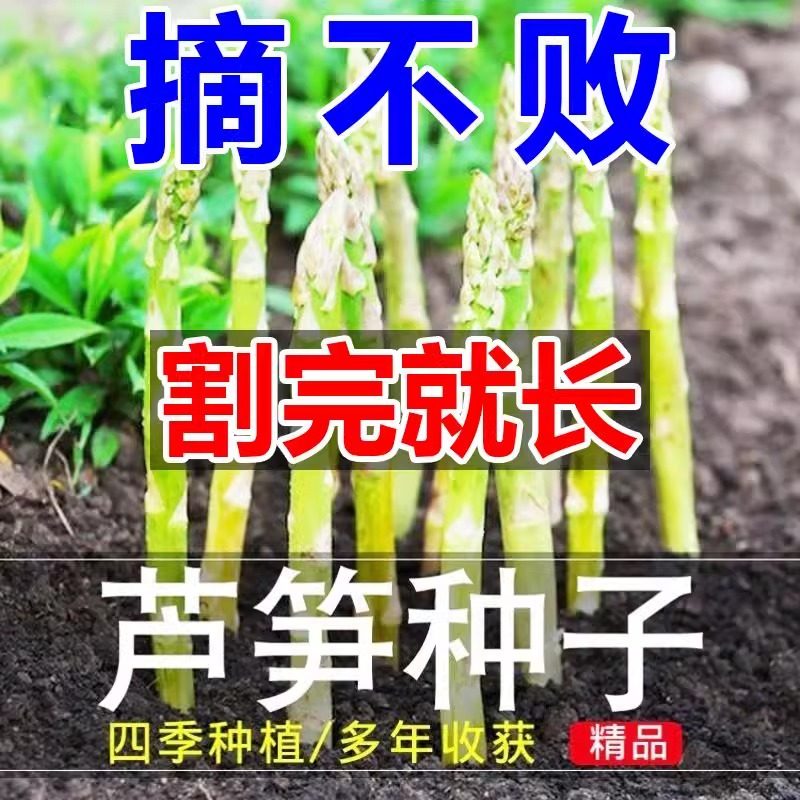 【割完就长】芦笋种子四季阳台花卉盆栽庭院播种芦笋蔬菜种子,淘宝优惠券,粉丝福利购,淘宝优惠卷
