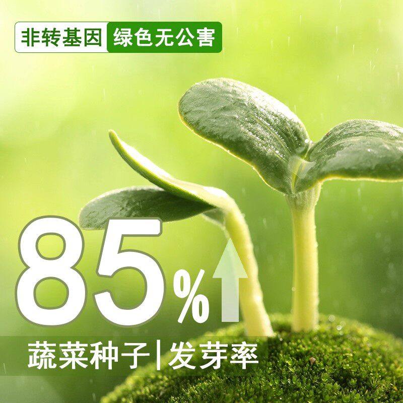 板蓝根青菜种子食用特色野菜材种籽四季蔬菜孑阳台盆栽春季,淘宝优惠券,粉丝福利购,淘宝优惠卷