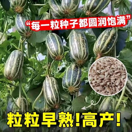 甜瓜种子冰糖子香瓜种籽羊角蜜薄皮高产四季播种特大甜掉牙老品种 - 图3