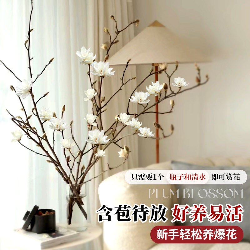 水培紫玉兰花鲜切枝带花苞干枝红梅鲜花卉室内好养四季开花植物,淘宝优惠券,粉丝福利购,淘宝优惠卷