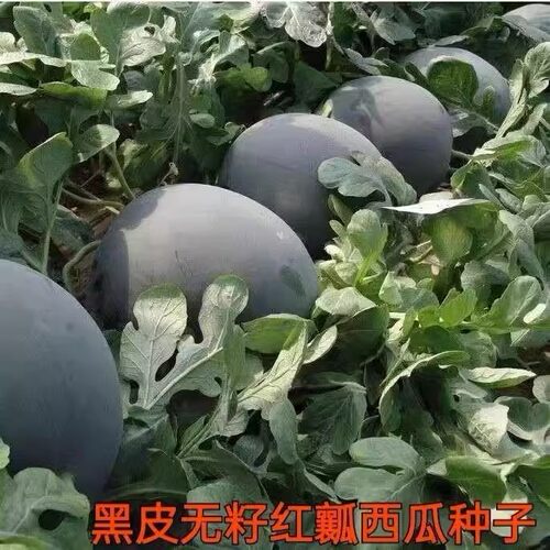 超甜无籽西瓜种子黑皮高产薄皮红心西瓜种籽早熟水果种孑春季播 - 图0