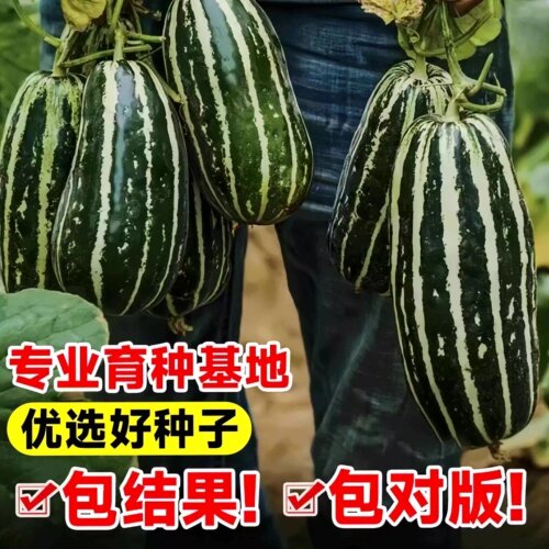 甜瓜种子冰糖子香瓜种籽羊角蜜薄皮高产四季播种特大甜掉牙老品种 - 图2