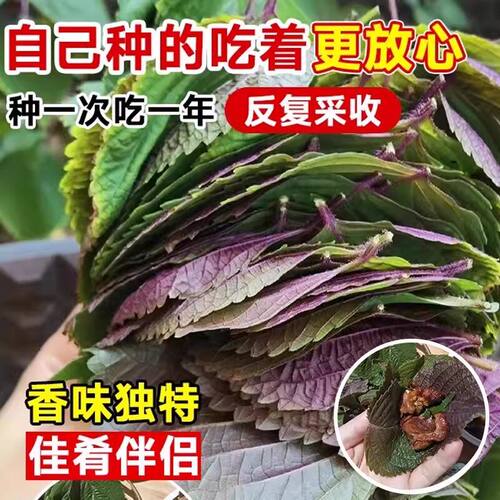 可食用紫苏苗棵带土带根发货大叶新鲜紫苏幼苗四季盆栽阳台种植 - 图2