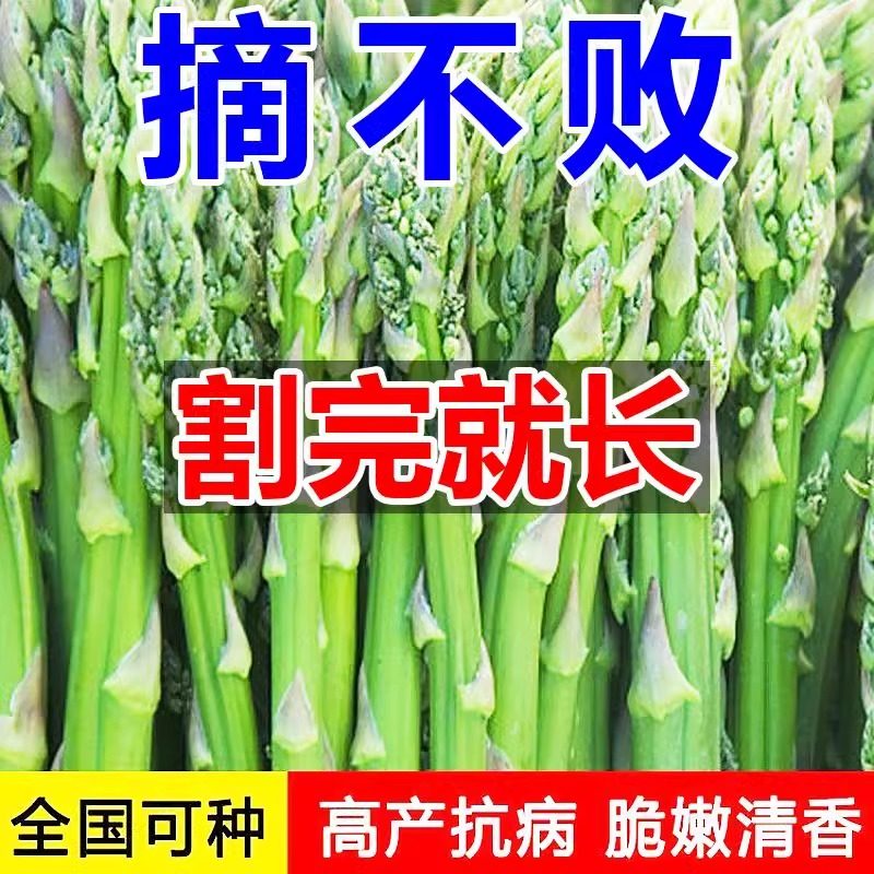 【割完就长】芦笋种子四季阳台花卉盆栽庭院播种芦笋蔬菜种子,淘宝优惠券,粉丝福利购,淘宝优惠卷