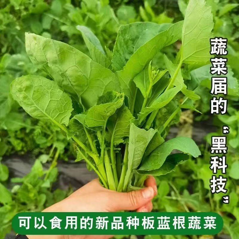 板蓝根青菜种子食用特色野菜材种籽四季蔬菜孑阳台盆栽春季,淘宝优惠券,粉丝福利购,淘宝优惠卷