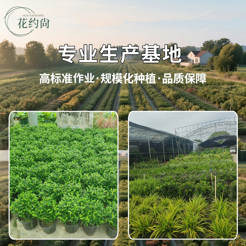 红枫盆栽树苗日本红舞姬中国红枫原盆原土发货成活好室内好养盆栽 - 图3