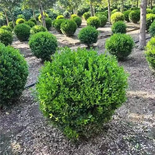小叶黄杨球瓜子黄杨四季常青别墅地栽庭院花坛耐寒绿化植物篱笆墙 - 图2