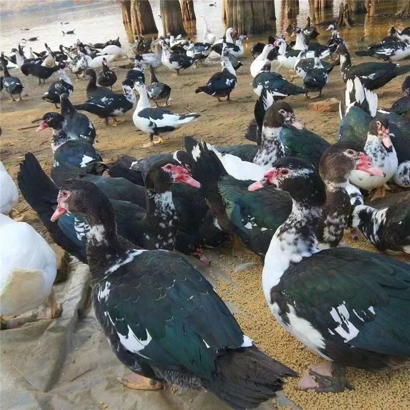 宠物鸭正宗福建大种黑番鸭西洋鸭火鸭豚鸭重脱温发货,淘宝优惠券,粉丝福利购,淘宝优惠卷