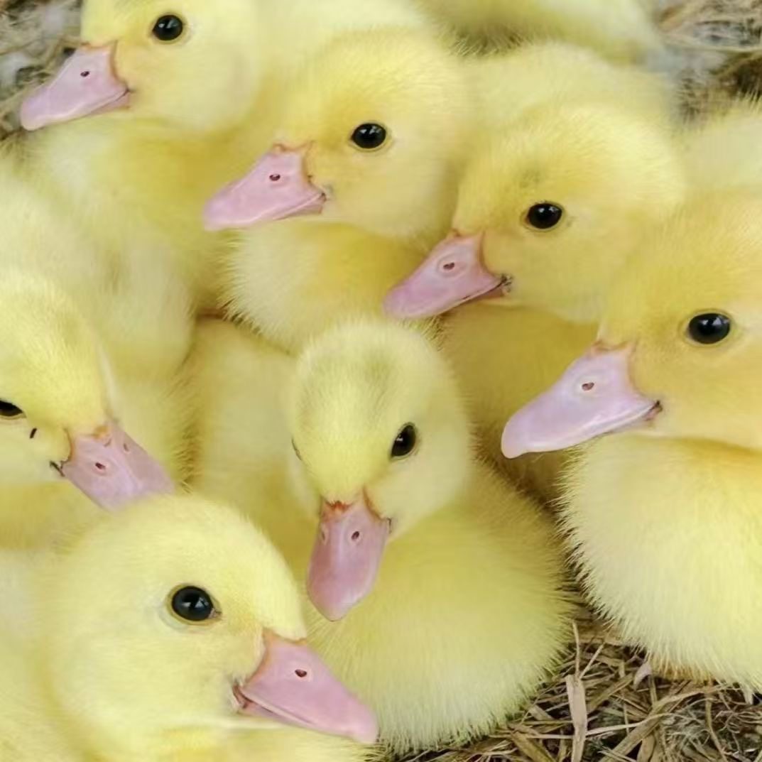 宠物鸭福建正宗大种白正番鸭苗红脸鸭西洋鸭顺丰包邮疫苗齐全,淘宝优惠券,粉丝福利购,淘宝优惠卷