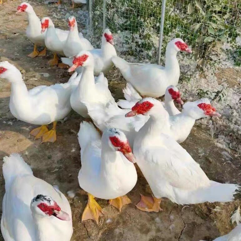 宠物鸭福建正宗大种白正番鸭苗红脸鸭西洋鸭顺丰包邮疫苗齐全,淘宝优惠券,粉丝福利购,淘宝优惠卷