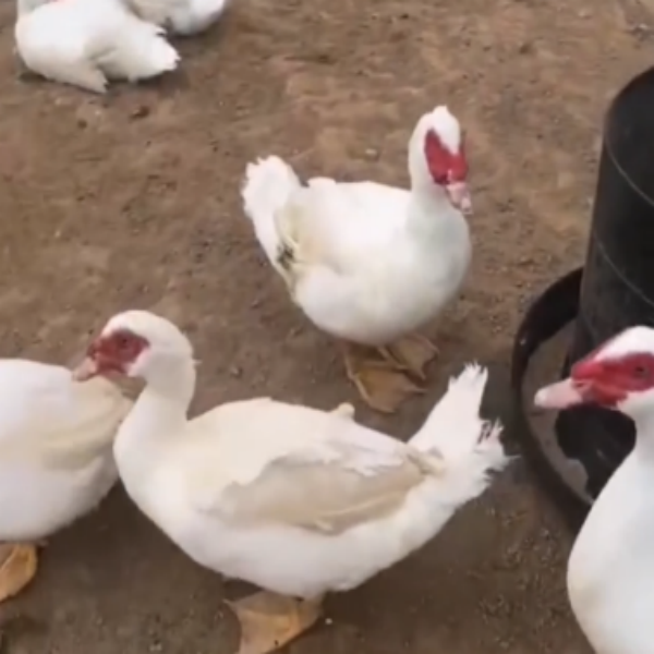 包邮宠物鸭1斤多福建正宗大种白番鸭西洋豚鸭脱温好养不怕冷,淘宝优惠券,粉丝福利购,淘宝优惠卷