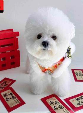 狗狗新年衣服新年狗狗衣服喜庆醒狮小型犬宠物猫咪马甲加绒加厚比